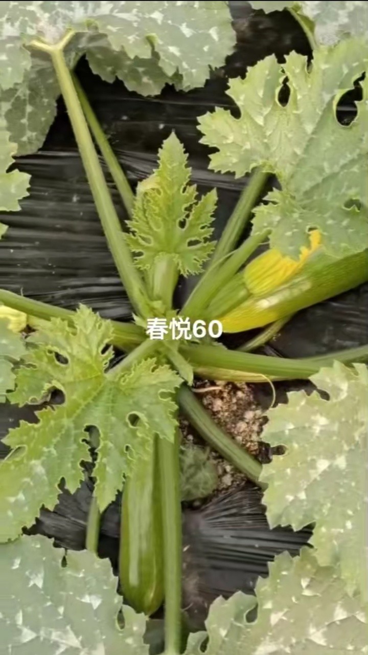 菜椒苗