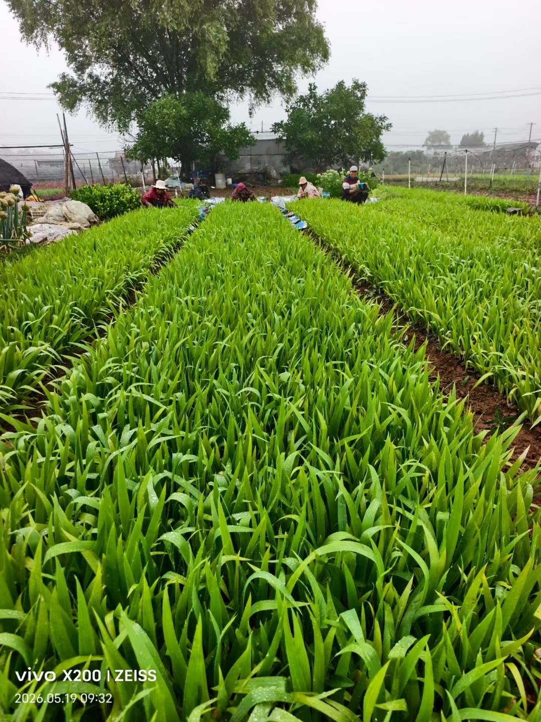 水生植物基地