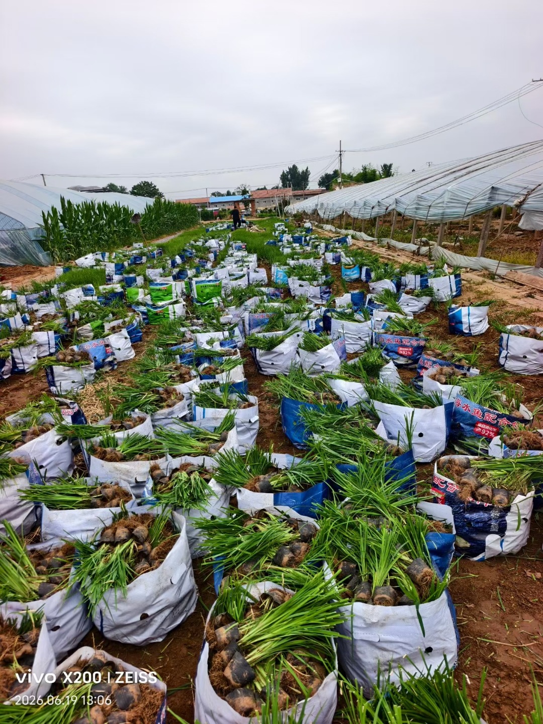 时令草花基地