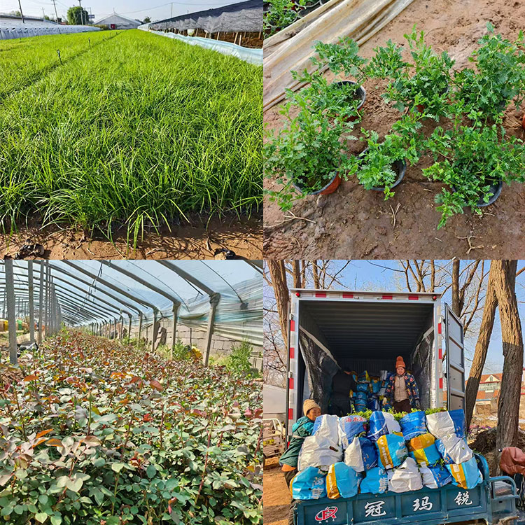 观赏草基地