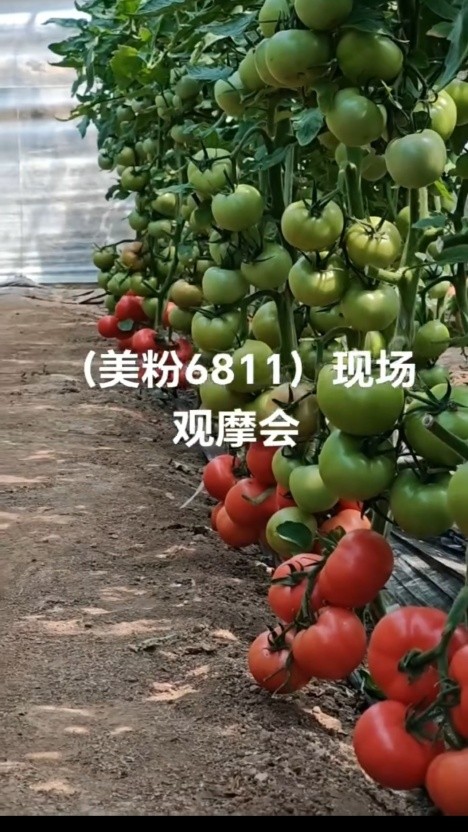 泡椒苗