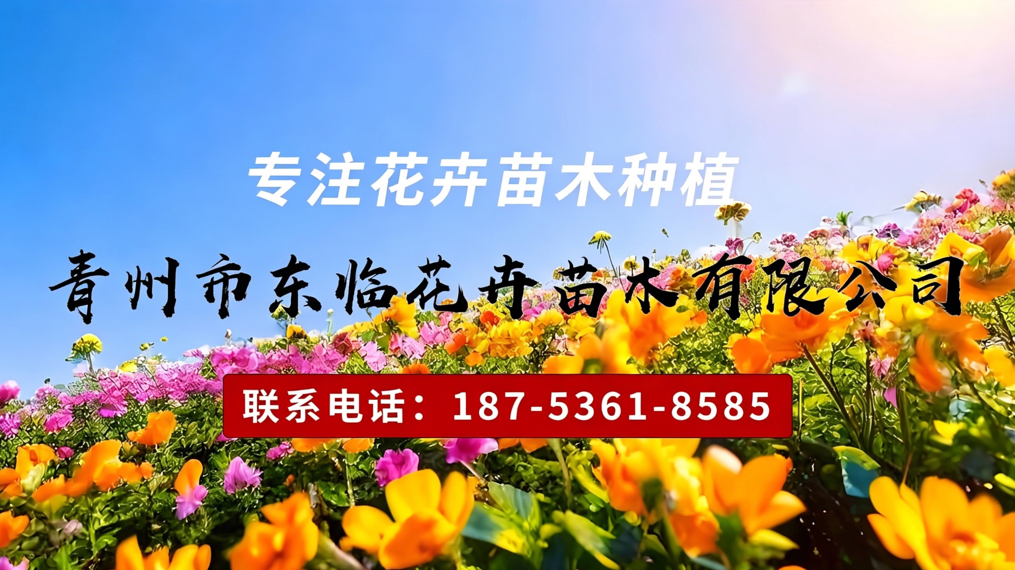 金鸡菊容器苗