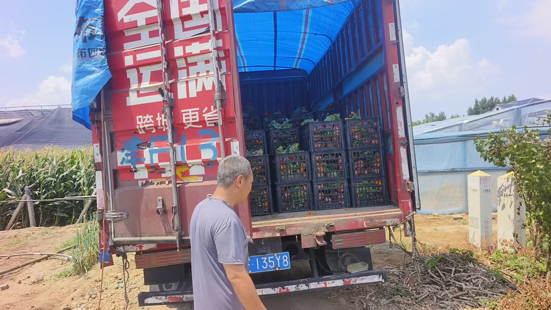 绿化用水生鸢尾