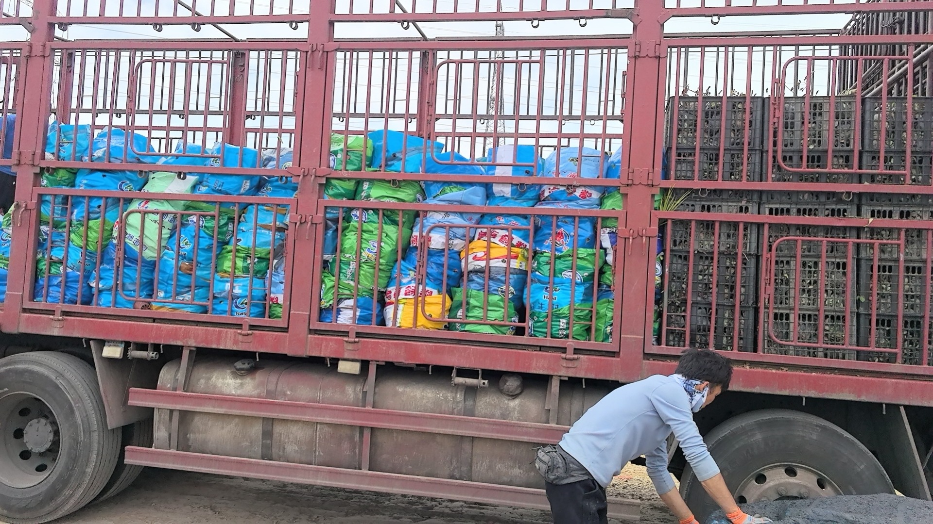 绿化用金鸡菊