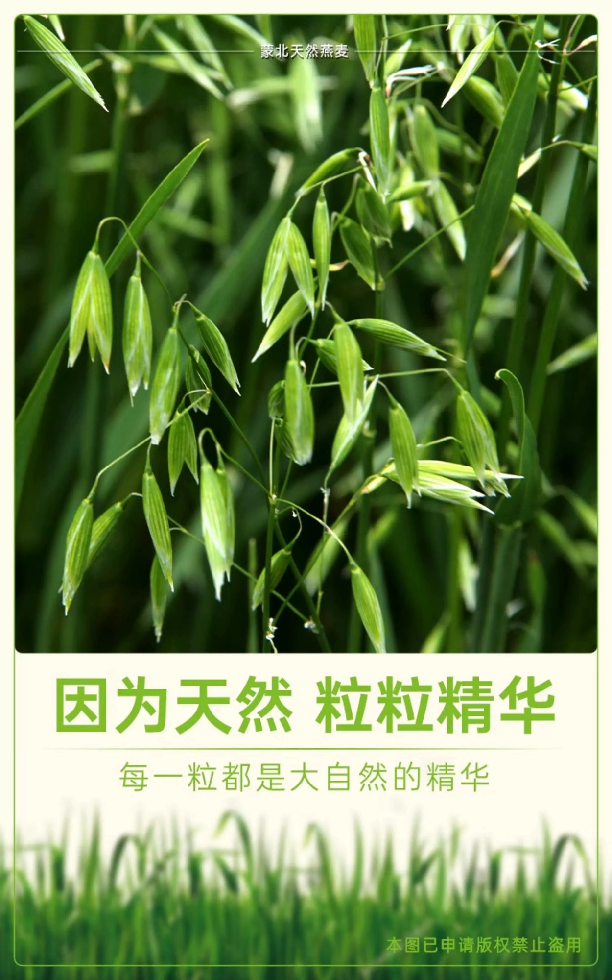保定市独立包装有机燕麦
