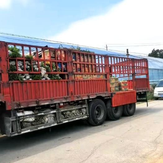 兰山工程用一串红制造厂孔雀草基地实拍