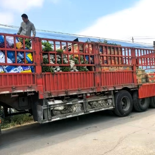 兰山工程用一串红制造厂粉黛乱子草基地实拍