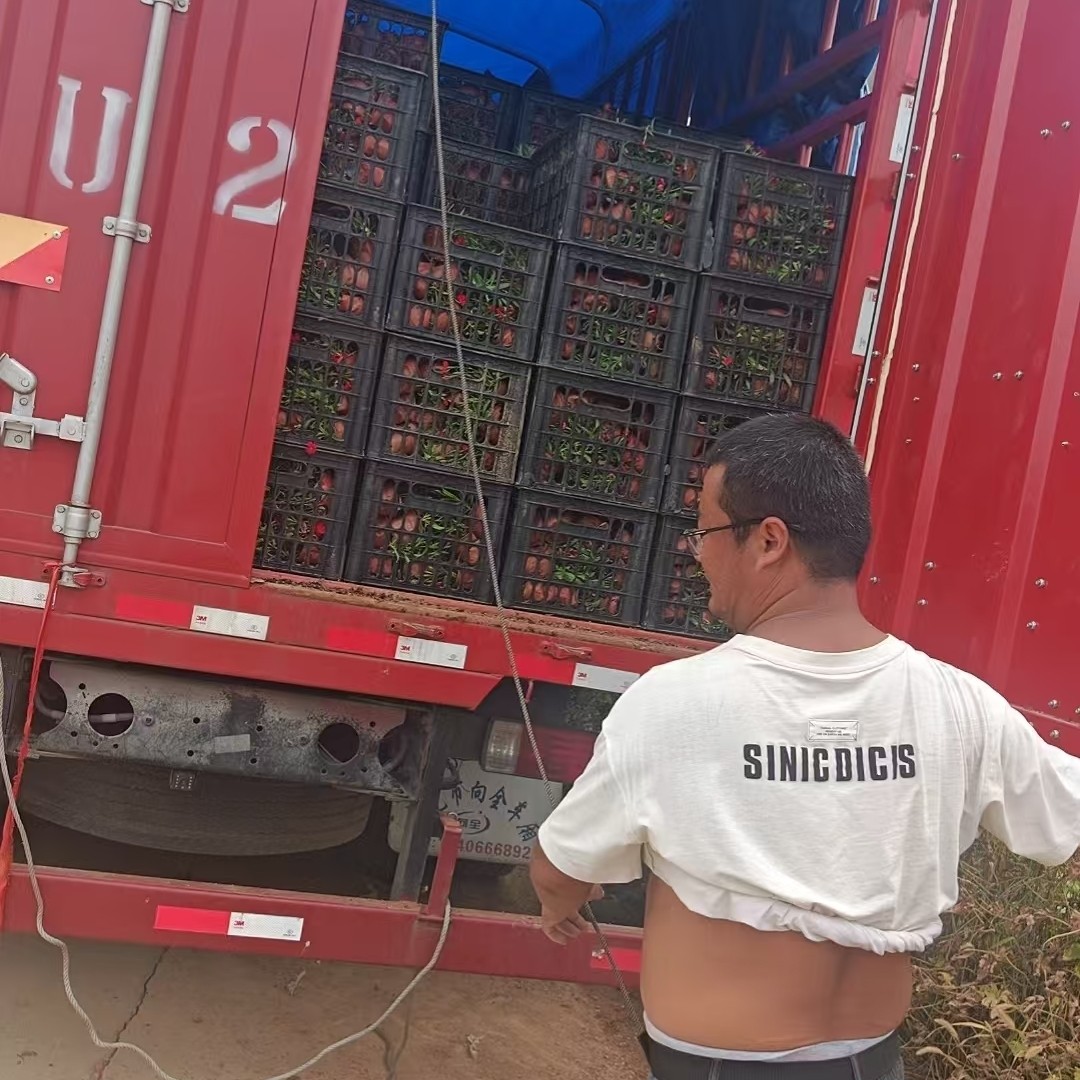 德城工程用一串红批发商工程用千头菊基地实拍