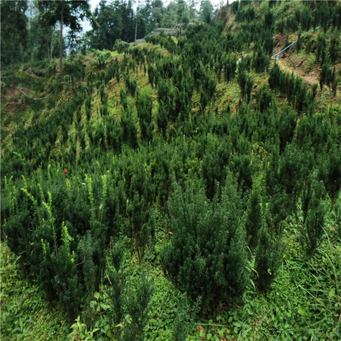 唐山南方红豆杉批发基地-三尖杉树苗
