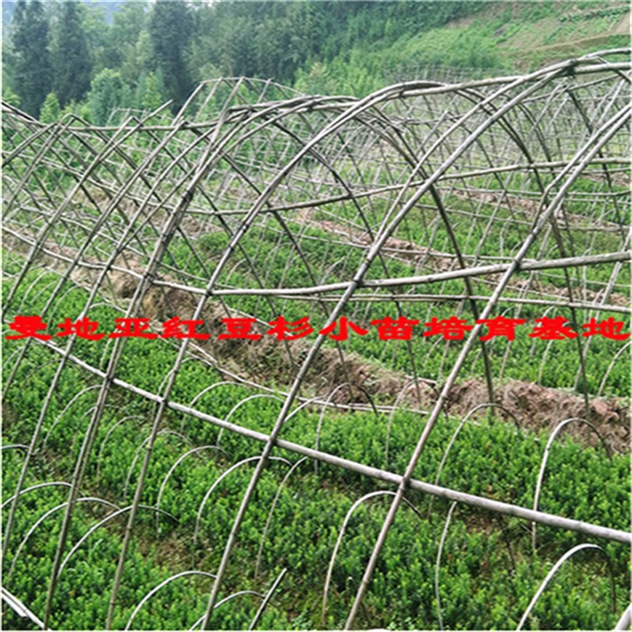 唐山南方红豆杉批发基地-北美冬青树苗