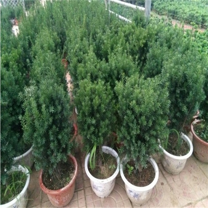 唐山南方红豆杉批发基地-桫椤树苗