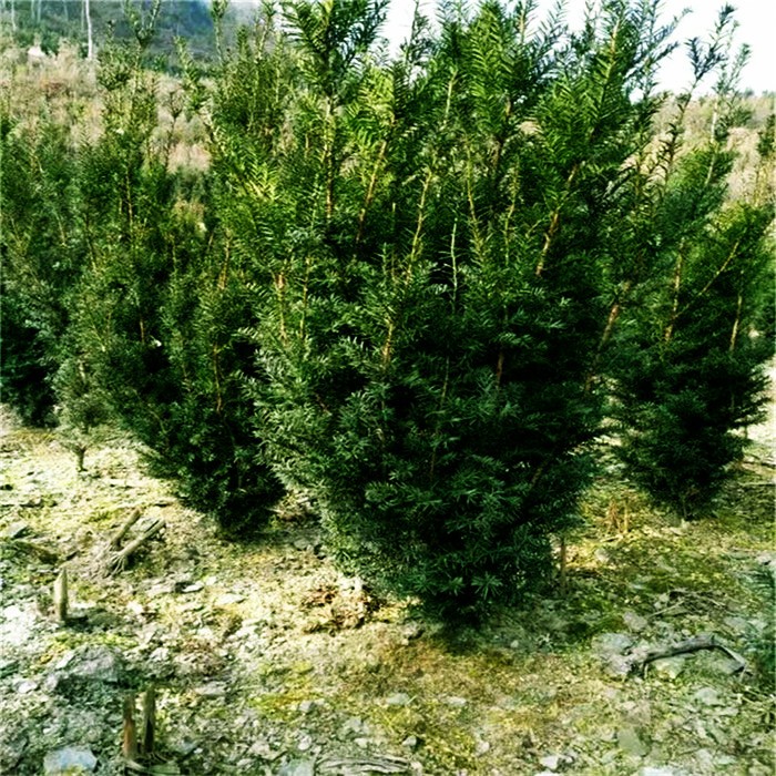 唐山南方红豆杉批发基地-红豆树苗
