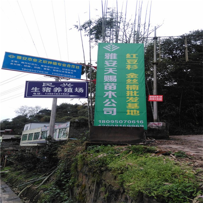 唐山南方红豆杉批发基地-药用黄柏树苗