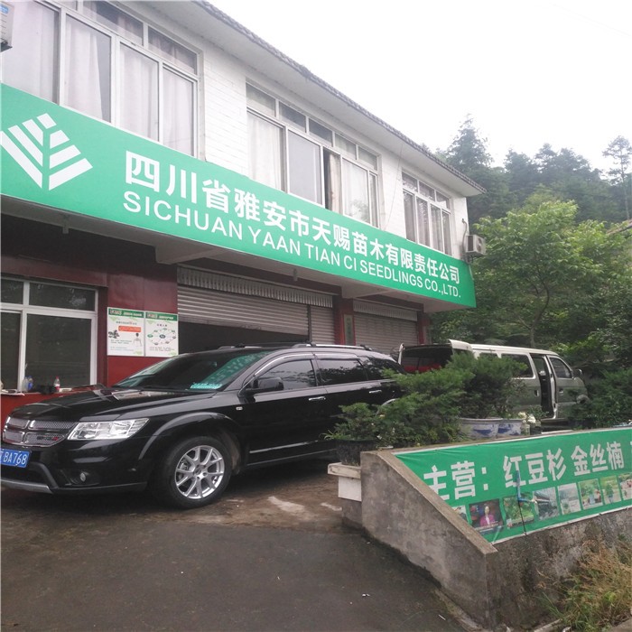 唐山南方红豆杉批发基地-药用黄柏