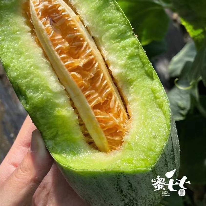 盘锦耐裂甜瓜种子
