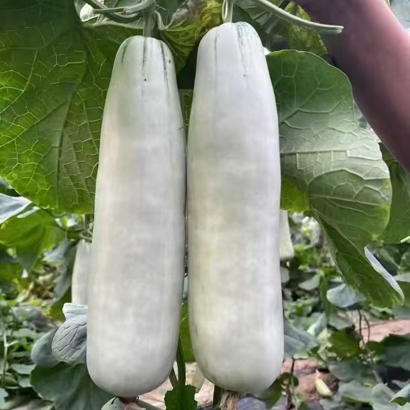 盘锦博洋甜瓜种子
