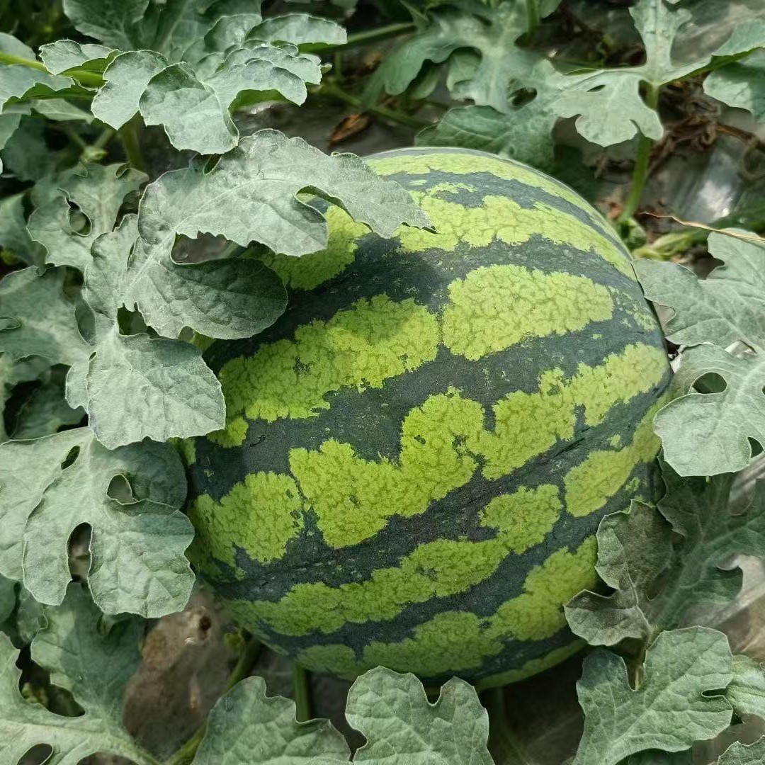 盘锦耐裂西瓜种子