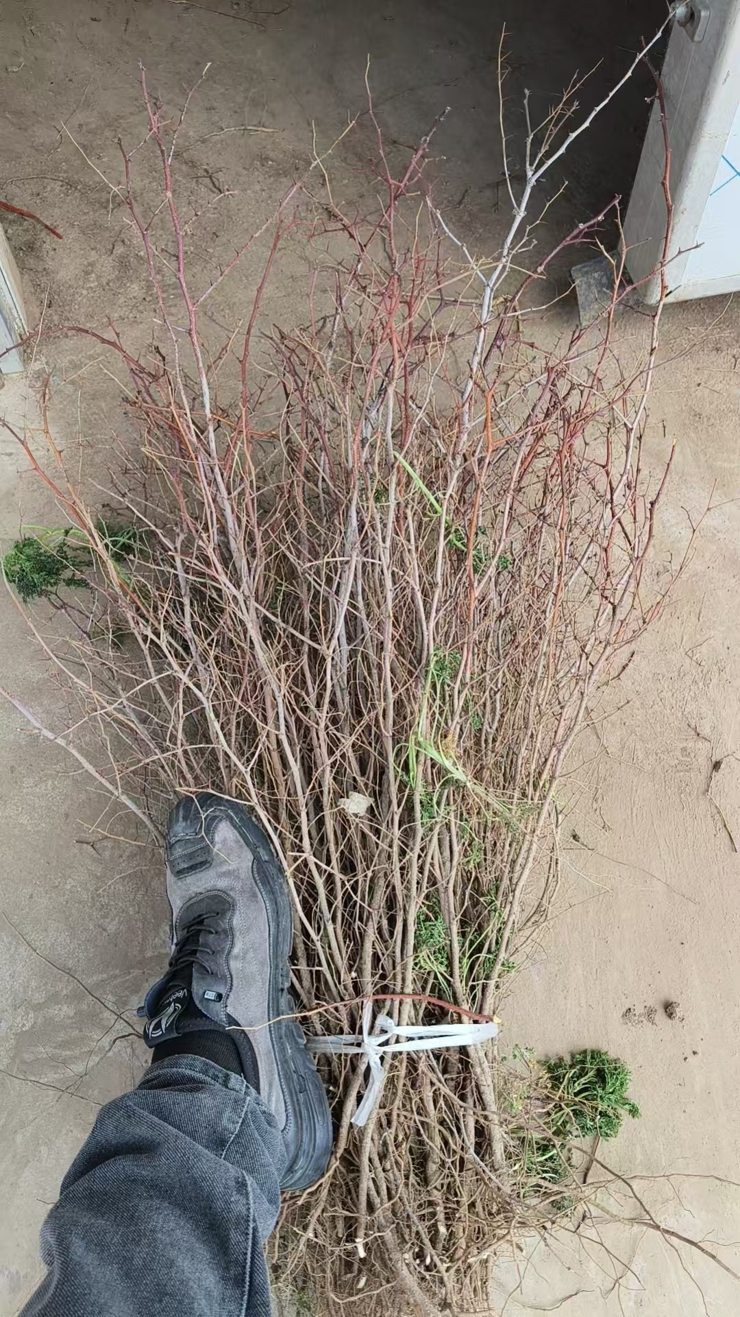 东胜沙棘苗优质李子苗种植基地苗木实拍