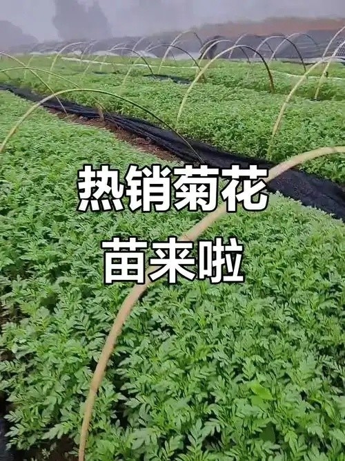 临沂射干种子种苗 - 潘寿堂药业牡丹苗生产厂商供应