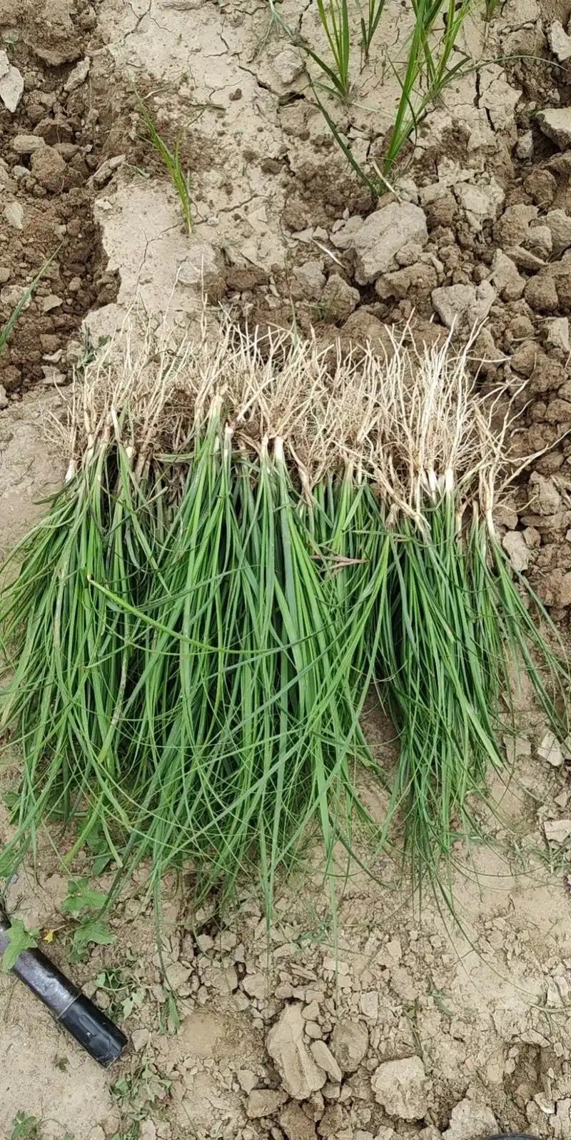 临沂赤芍苗种苗 - 潘寿堂药业牡丹苗生产厂商供应
