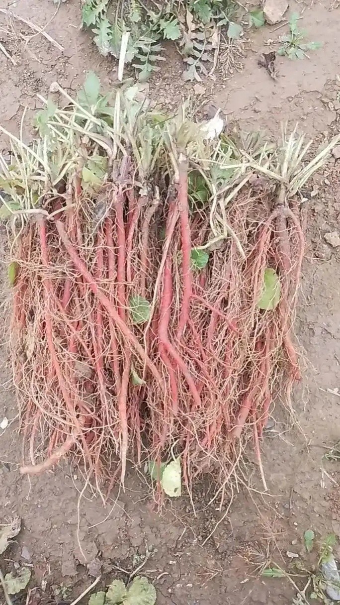 临沂白芍药种子种苗 - 潘寿堂药业牡丹苗生产厂商供应
