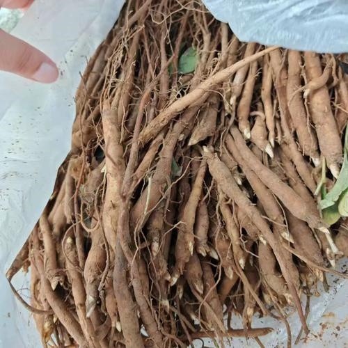 临沂牡丹种子种苗 - 潘寿堂药业牡丹苗生产厂商供应