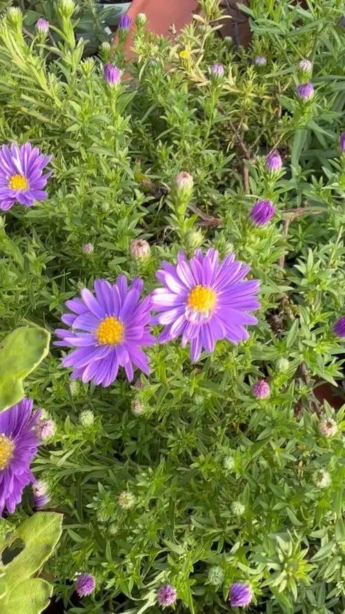 临沂白芍种子种苗 - 潘寿堂药业牡丹苗生产厂商供应