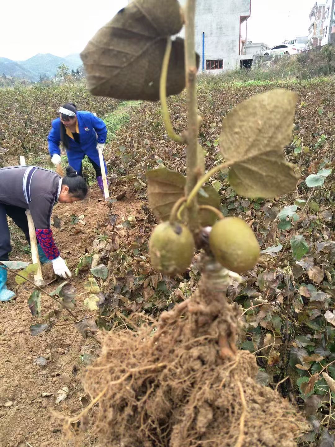 金银花藤苗