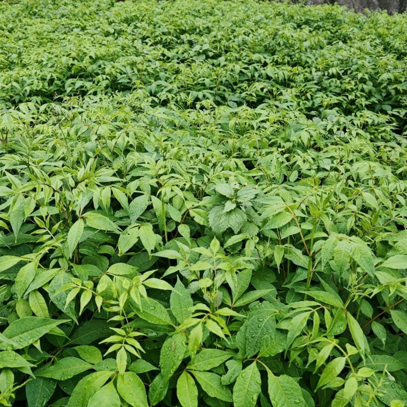 映山红桩苗
