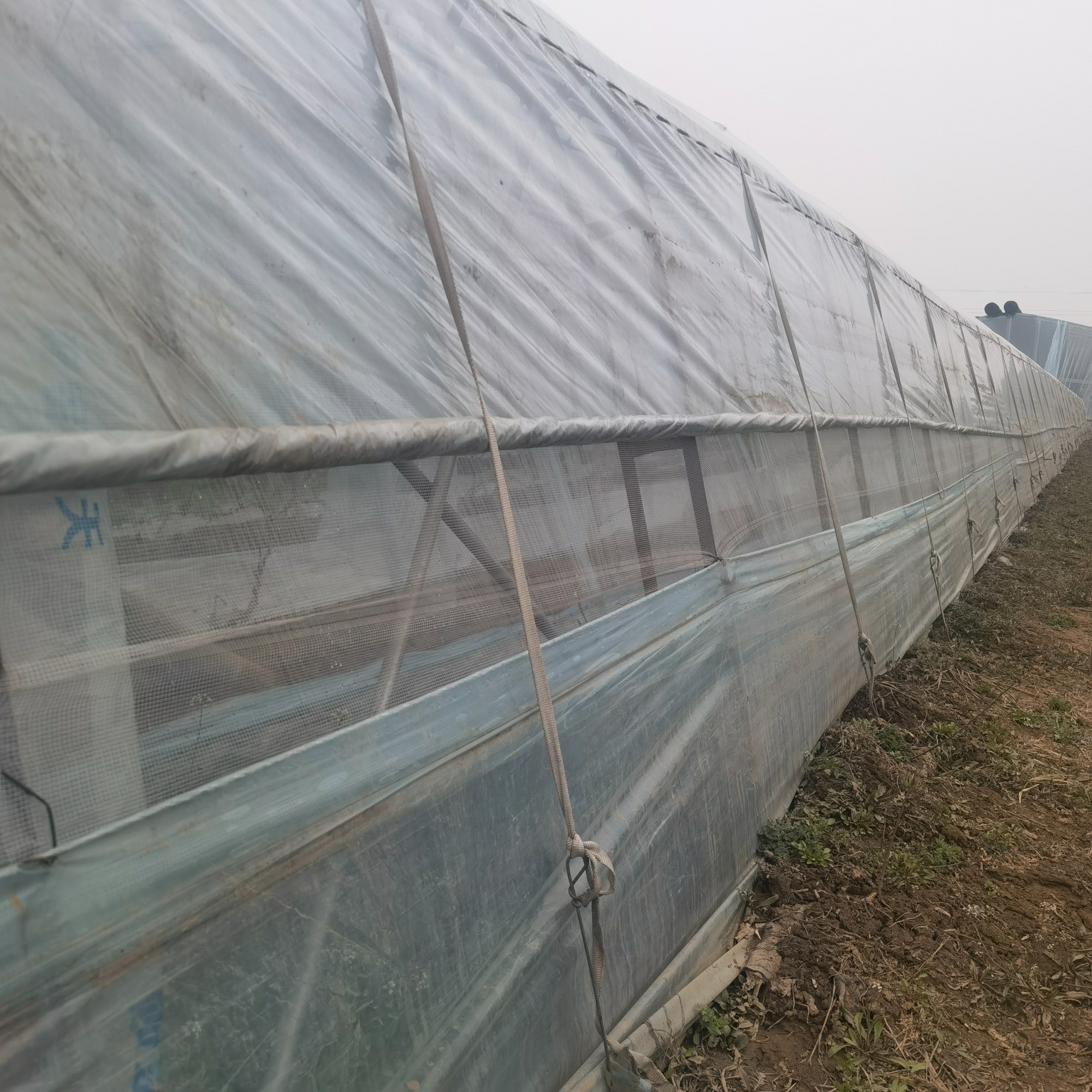 黑龙江拱棚防虫网安装应用现场