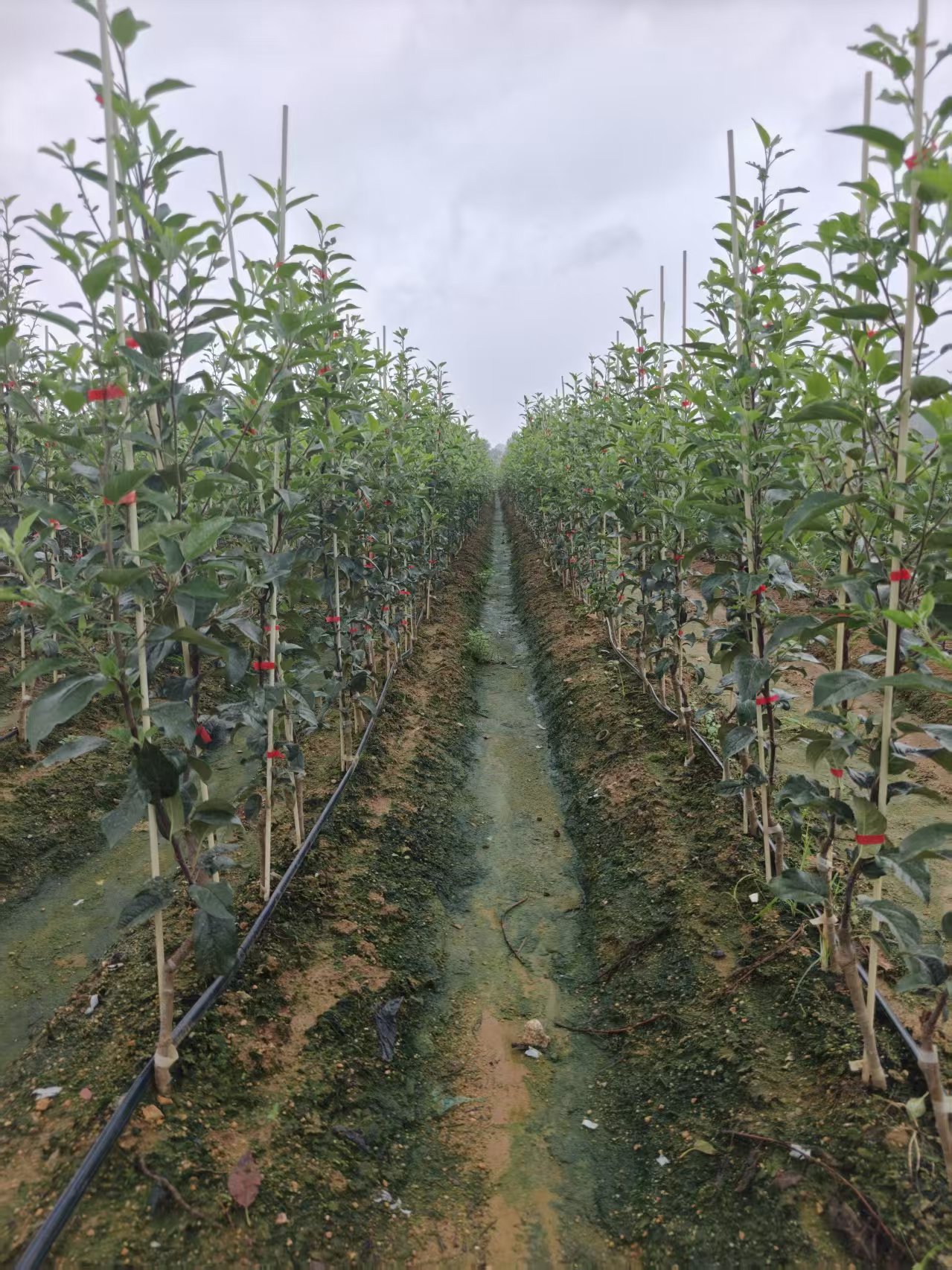 青砧苹果苗木发达根系实拍