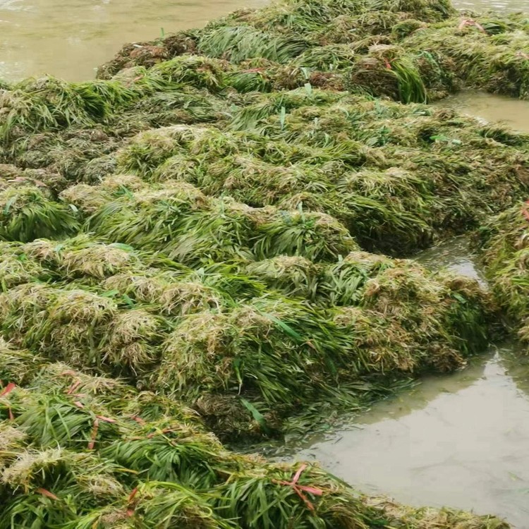 水生植物培育基地实景