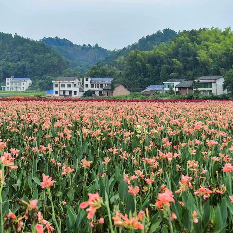水生植物培育基地实景