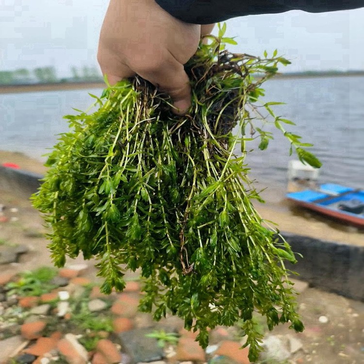 穗花狐尾藻种植基地