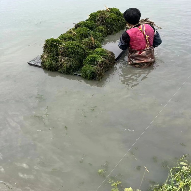 水生植物基地实景