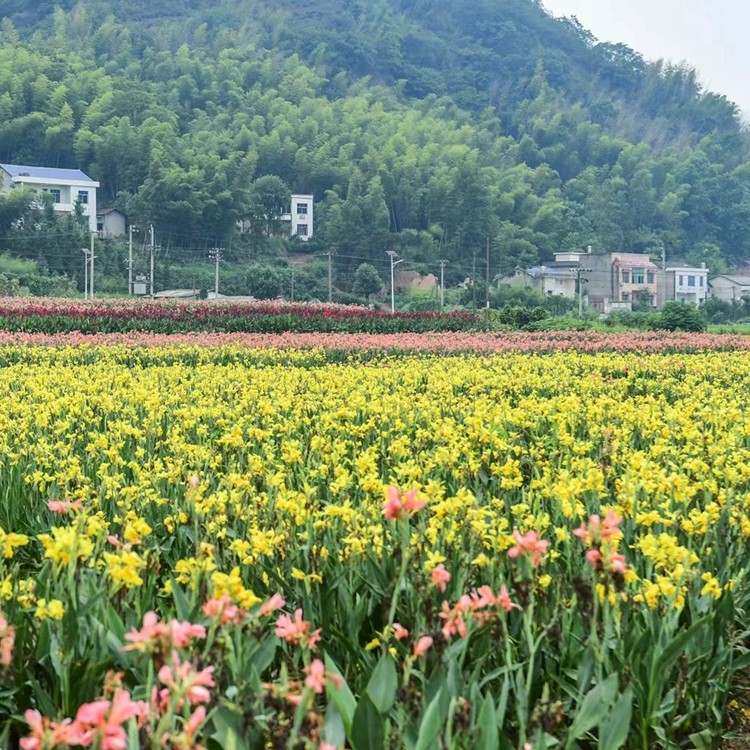 莘荷水生植物基地实拍