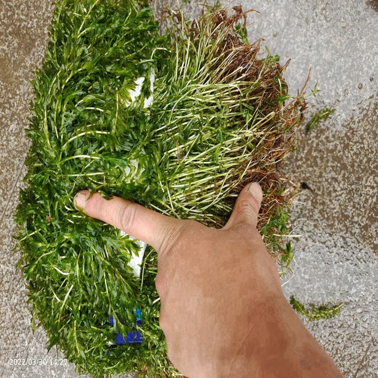 水生植物育苗基地实景