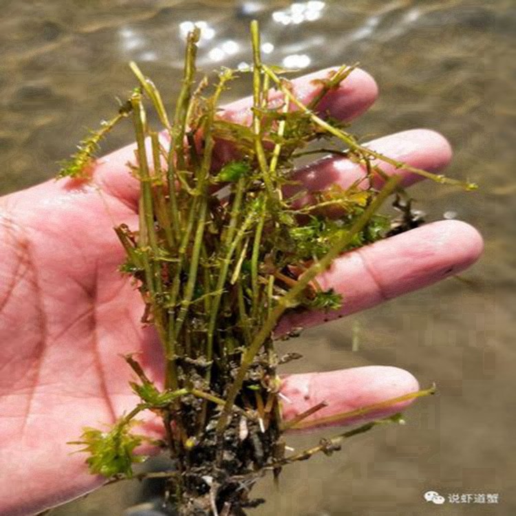 湖北黑藻芽孢种植基地