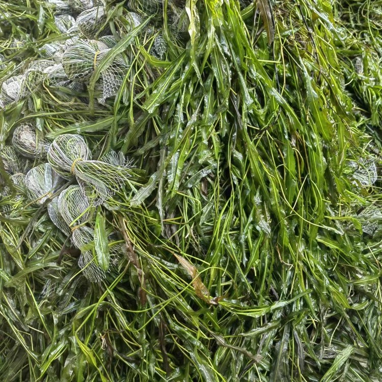 水生植物培育基地实景