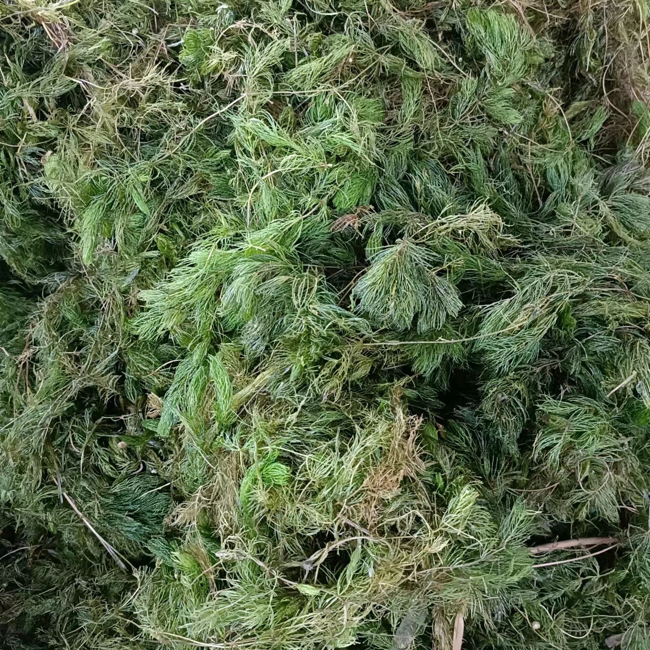 沉水植物培育实景