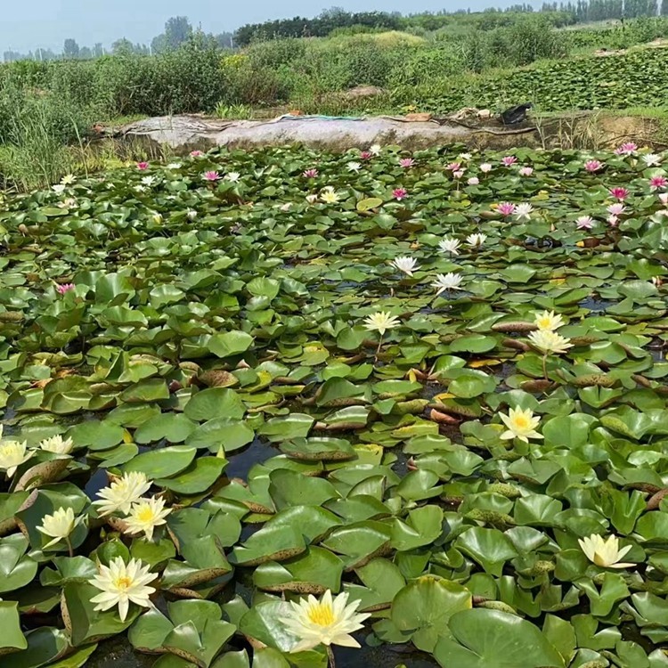 水生植物培育基地实景