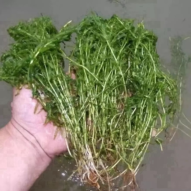 大茨藻种植基地