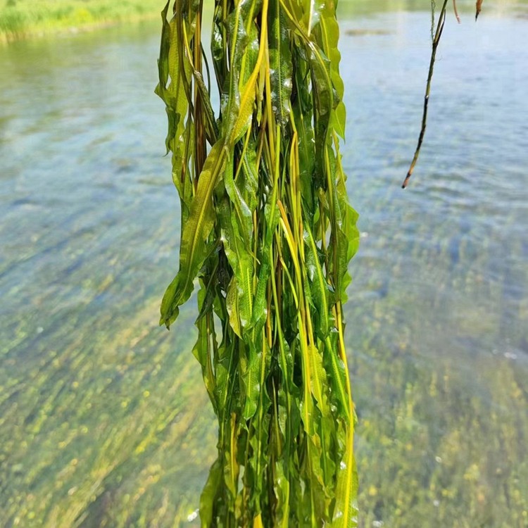 水生植物培育基地实景