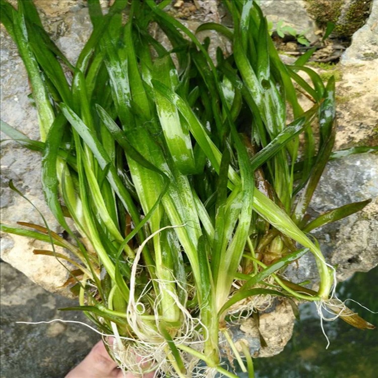 水生植物种植基地