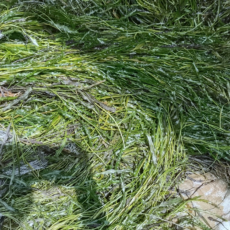 蓖齿眼子菜种植效果