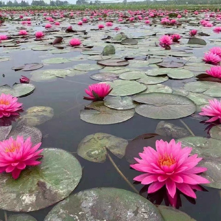水生植物培育实景
