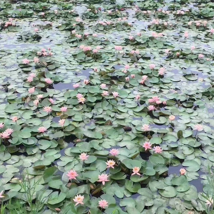 水生植物培育场景