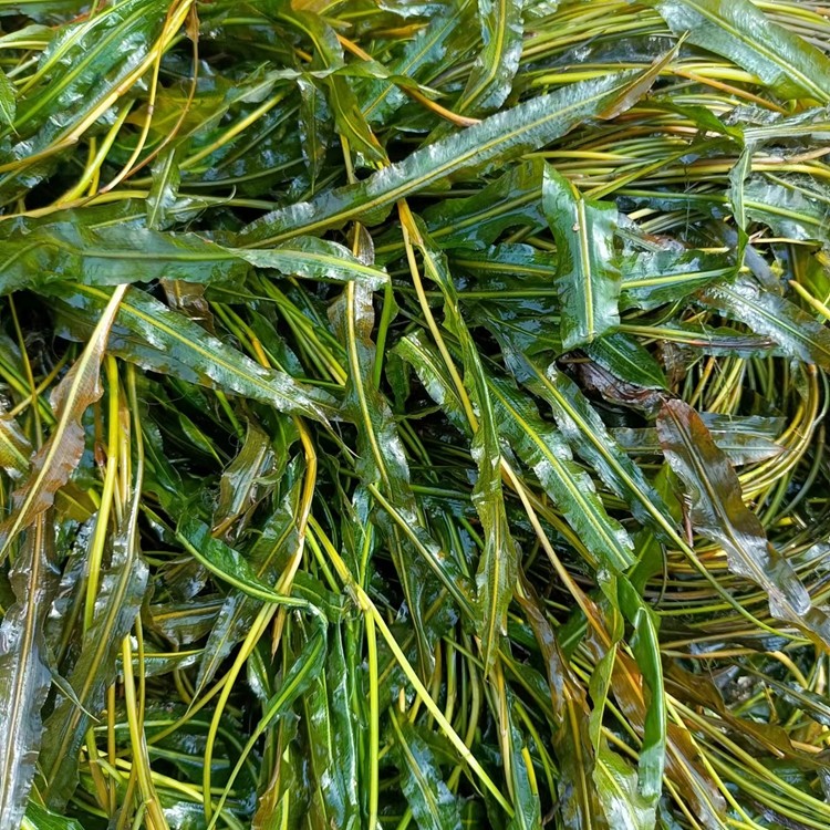 水生植物种植基地