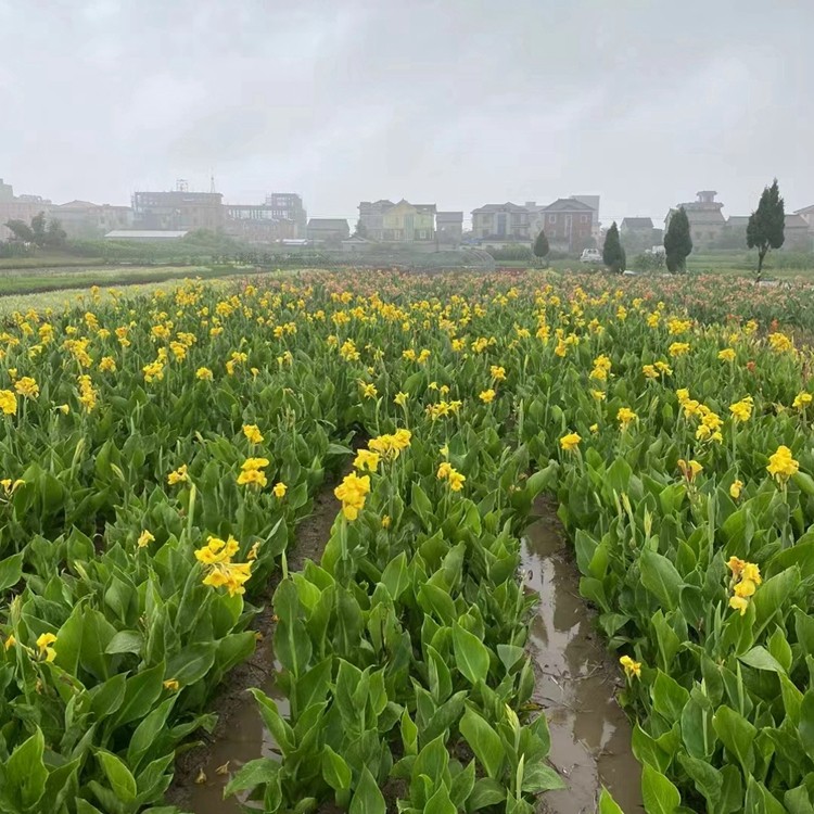 慈姑种植基地实景
