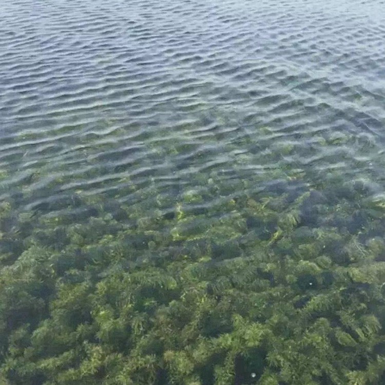 水生植物培育基地实景